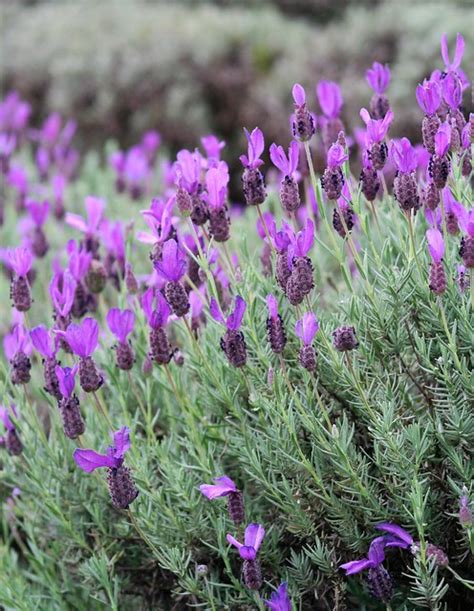 Akl maui lavender - The first thing you’ll notice when you get to AKL is the heavenly scent of lavender. It permeates the air – and who will deny its soothing scent isn’t mood altering? …